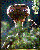 ET